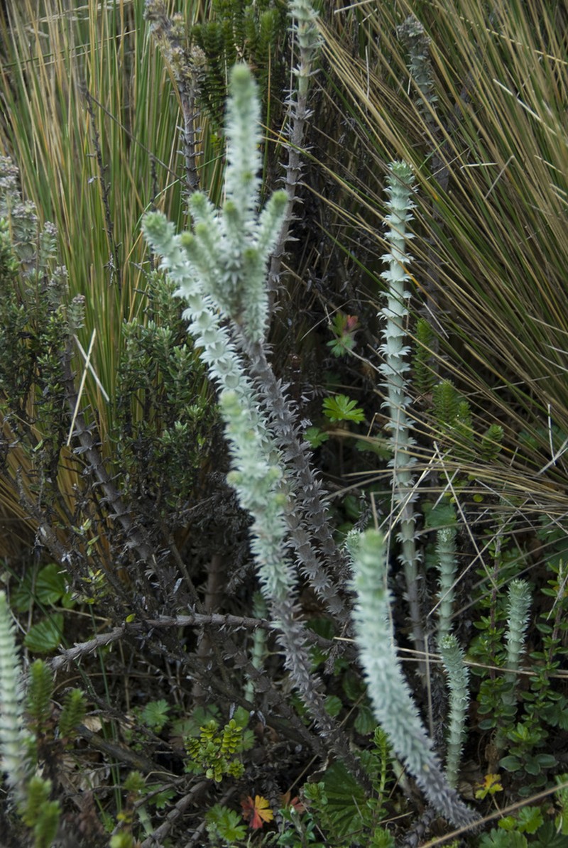 Alchemilla nivalis photo 5