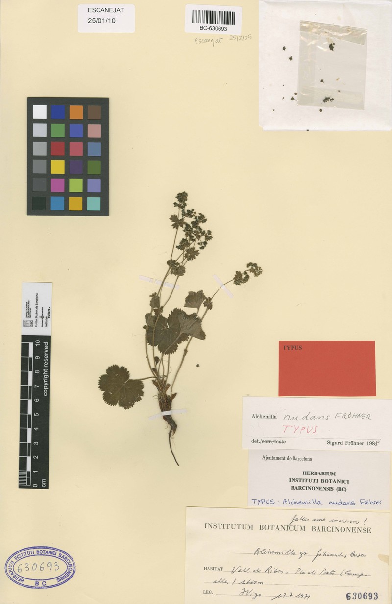 Alchemilla nudans