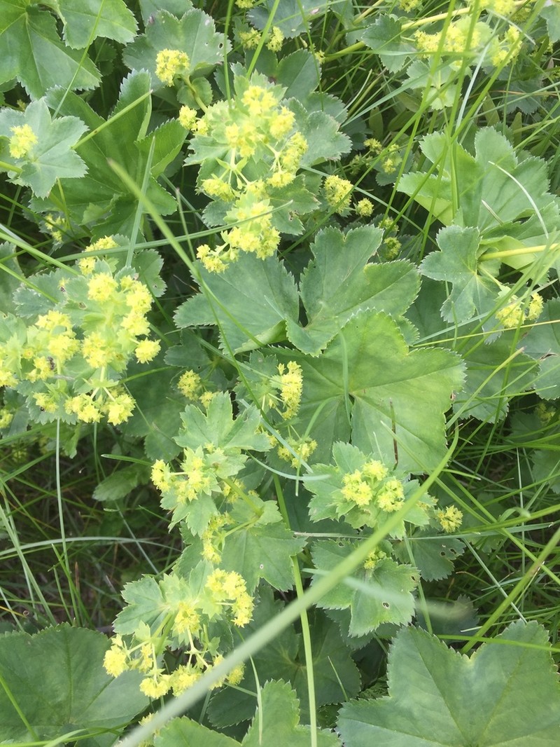 Alchemilla obconiciflora