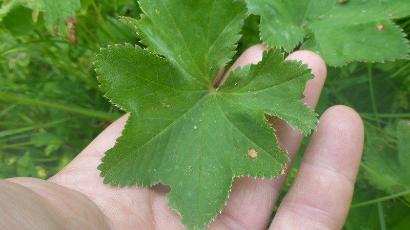 Alchemilla obconiciflora photo 3