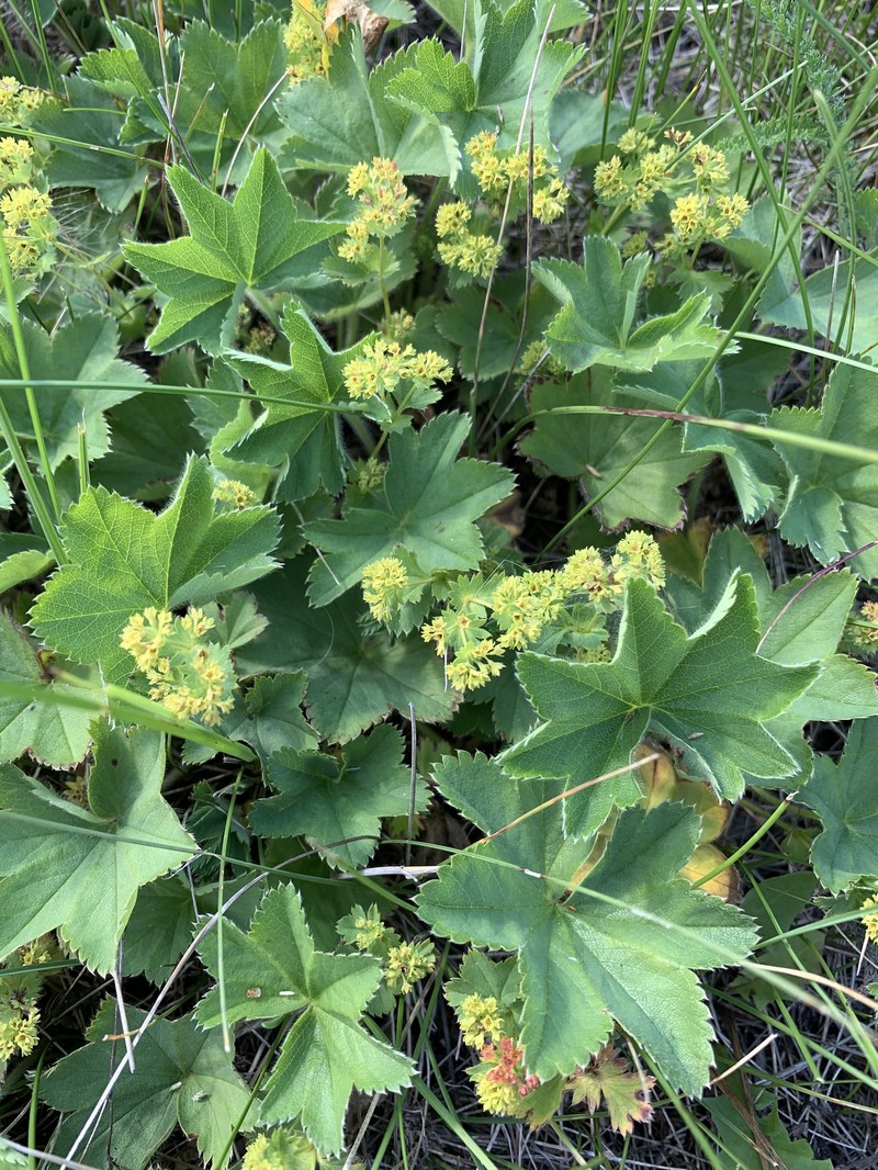 Alchemilla obconiciflora photo 5