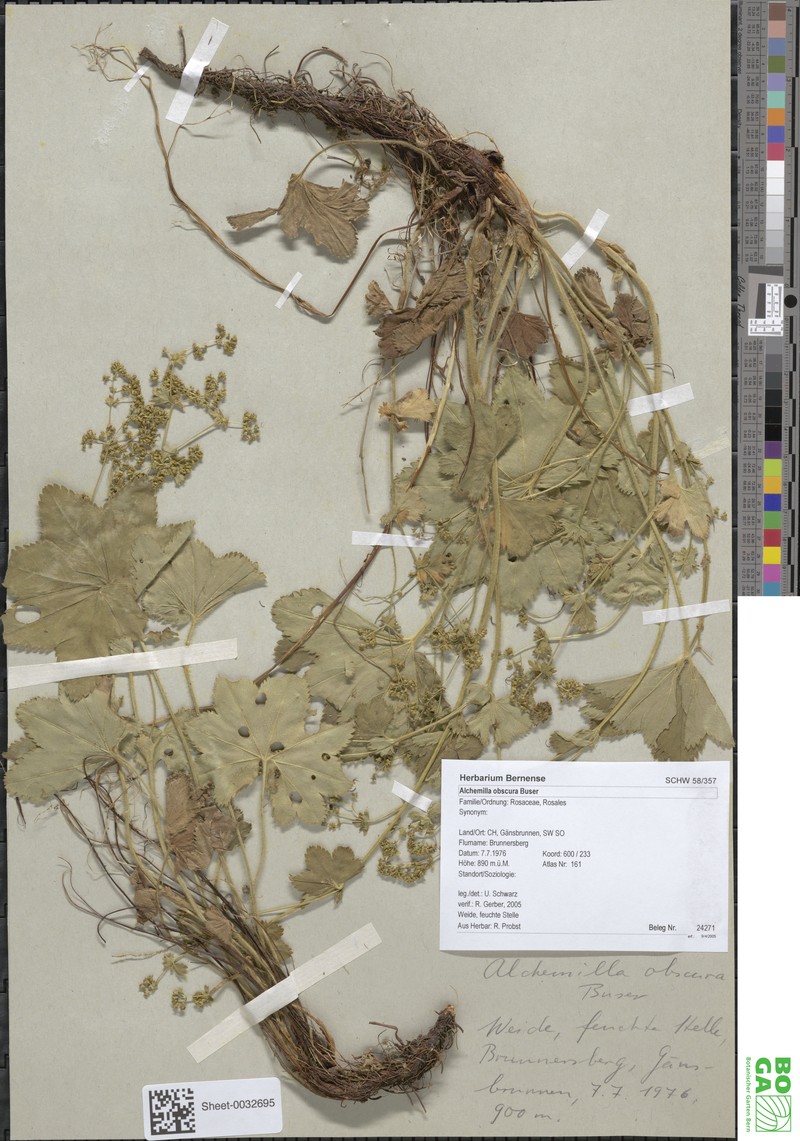 Alchemilla obscura