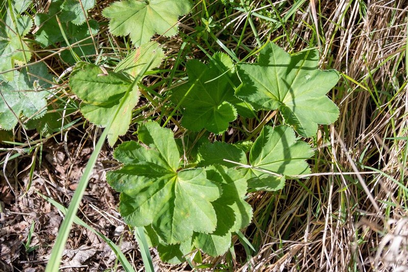 Alchemilla obtusa