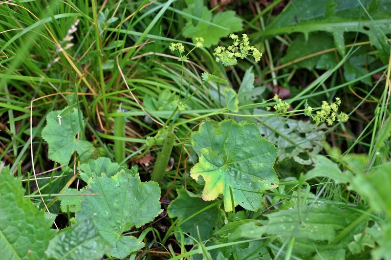 Alchemilla obtusa photo 3