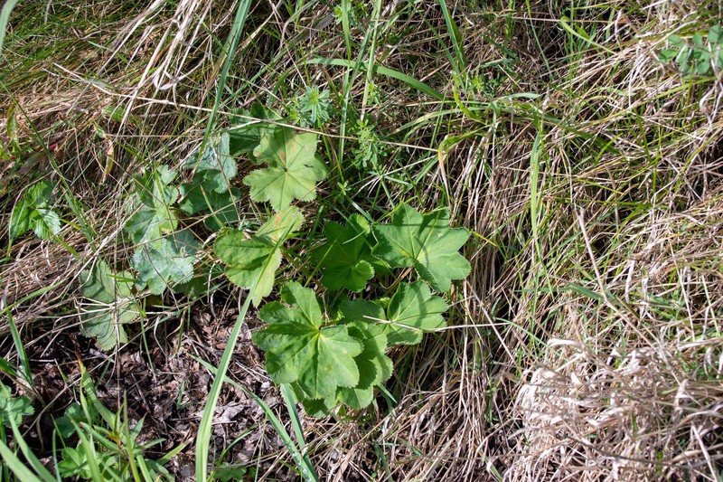 Alchemilla obtusa photo 4