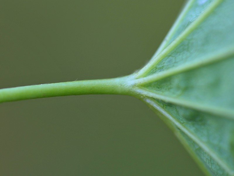 Alchemilla obtusa photo 5
