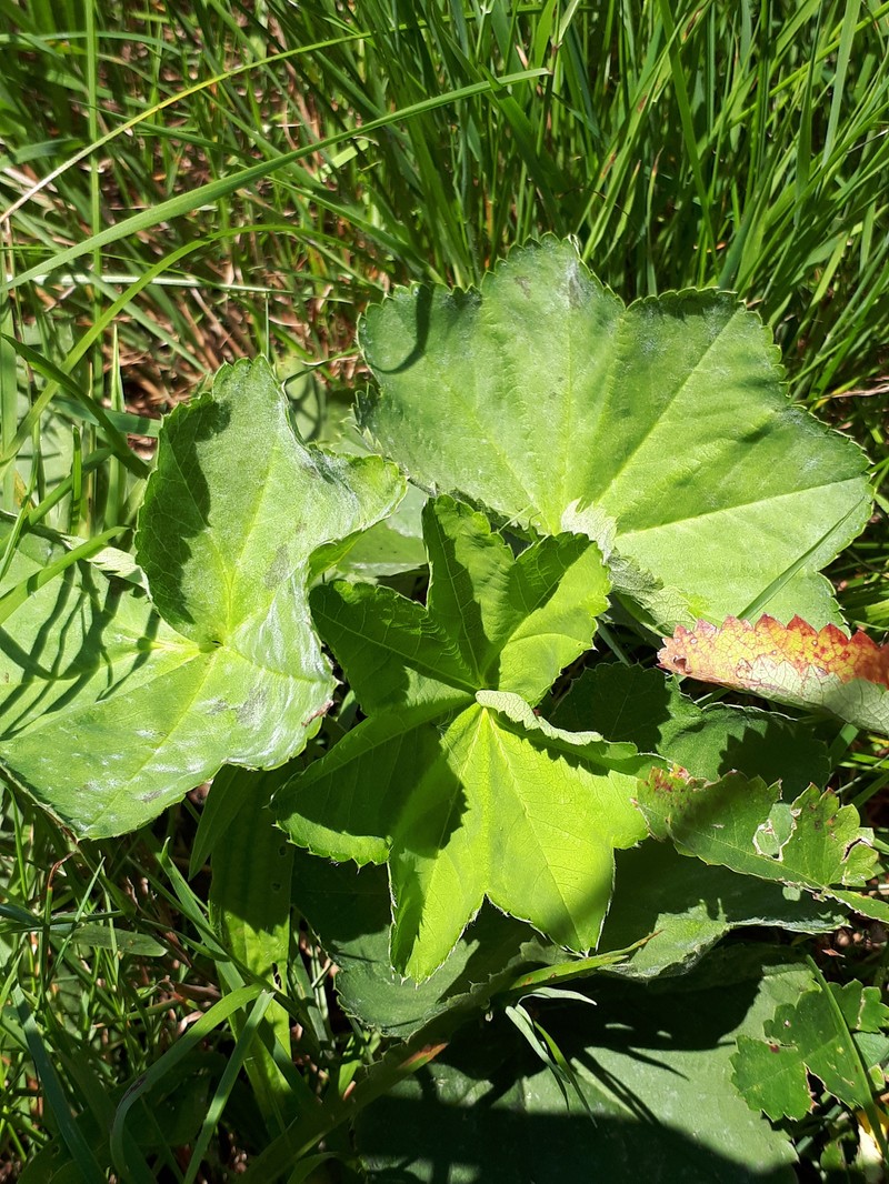 Alchemilla obtusa photo 6