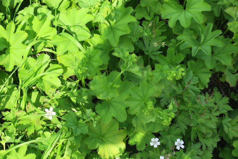 Alchemilla obtusiformis photo 2