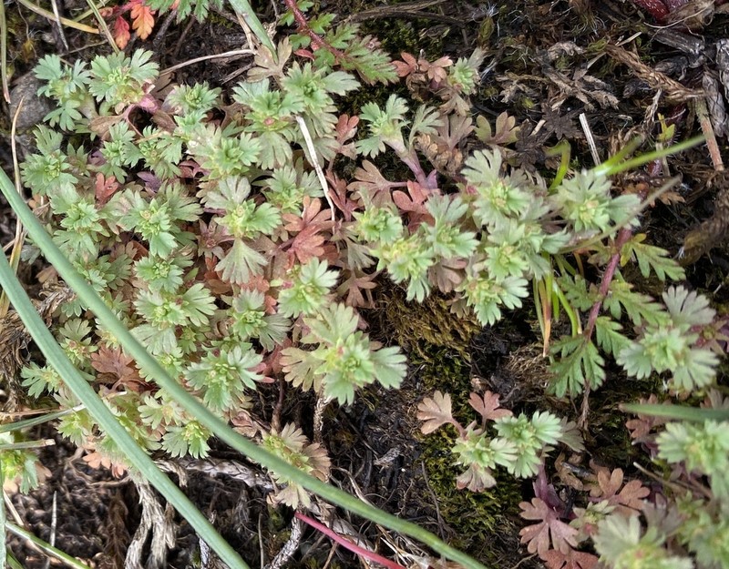 Alchemilla occidentalis