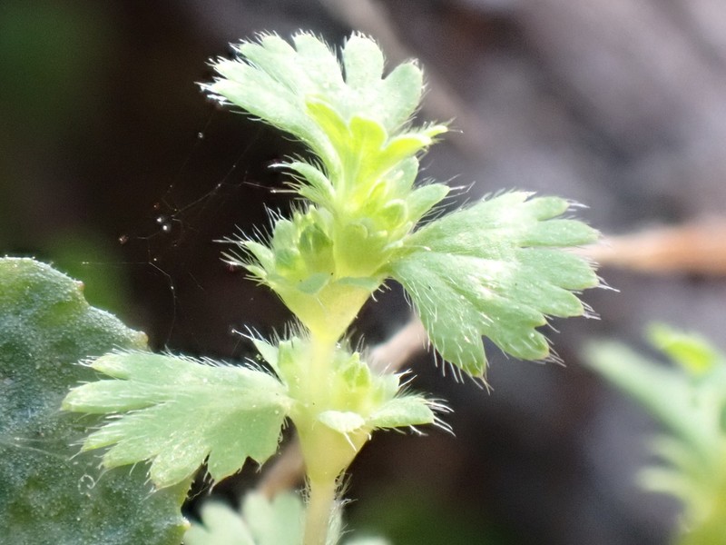 Alchemilla occidentalis photo 2