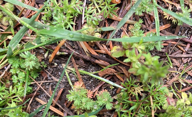 Alchemilla occidentalis photo 3