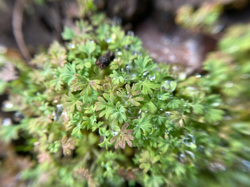 Alchemilla occidentalis photo 4