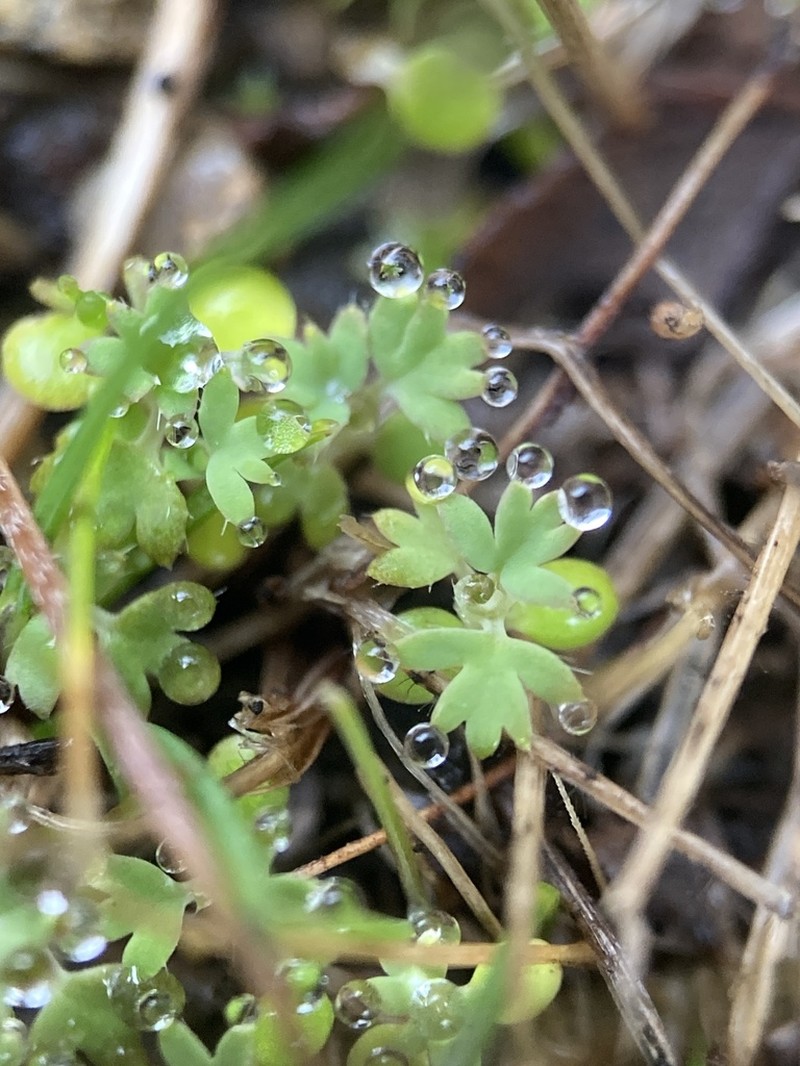 Alchemilla occidentalis photo 5