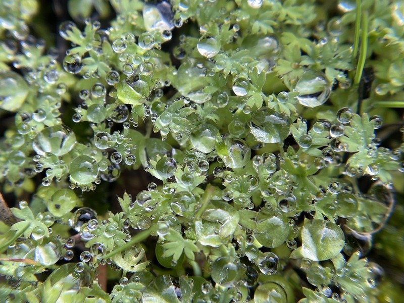 Alchemilla occidentalis photo 6