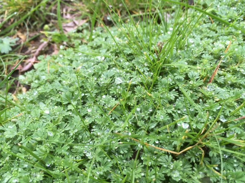 Alchemilla occidentalis photo 7