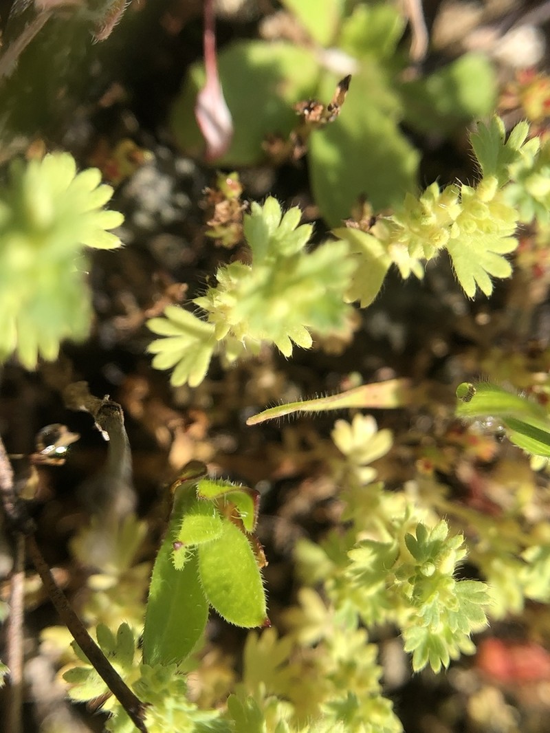 Alchemilla occidentalis photo 8