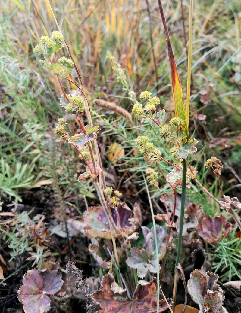 Alchemilla oligantha photo 2