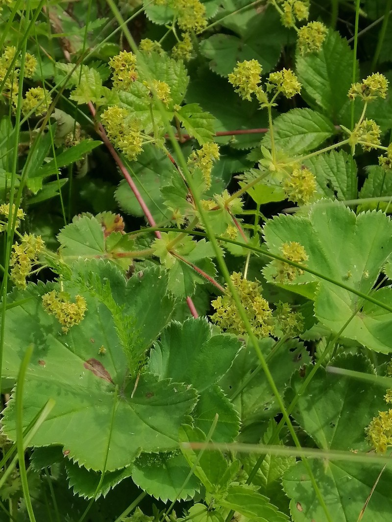 Alchemilla oligantha photo 3