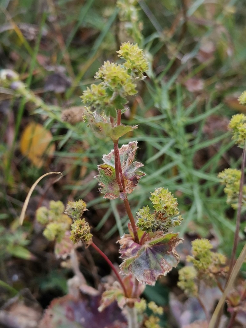 Alchemilla oligantha photo 4