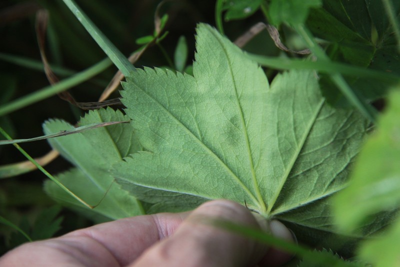 Alchemilla omalophylla