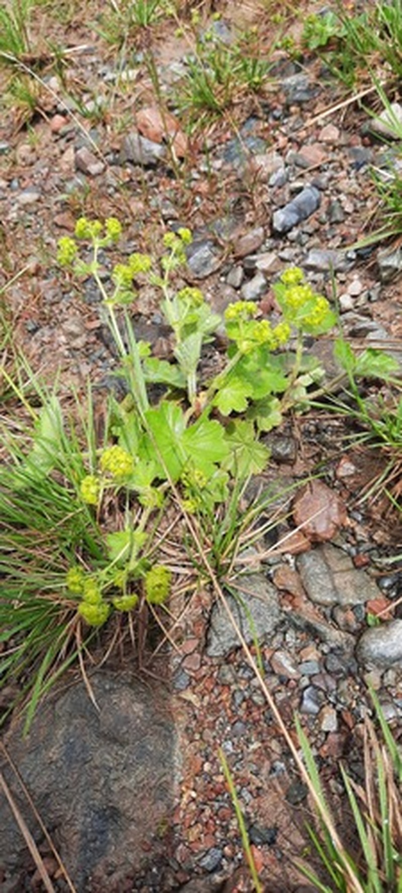 Alchemilla omalophylla photo 2