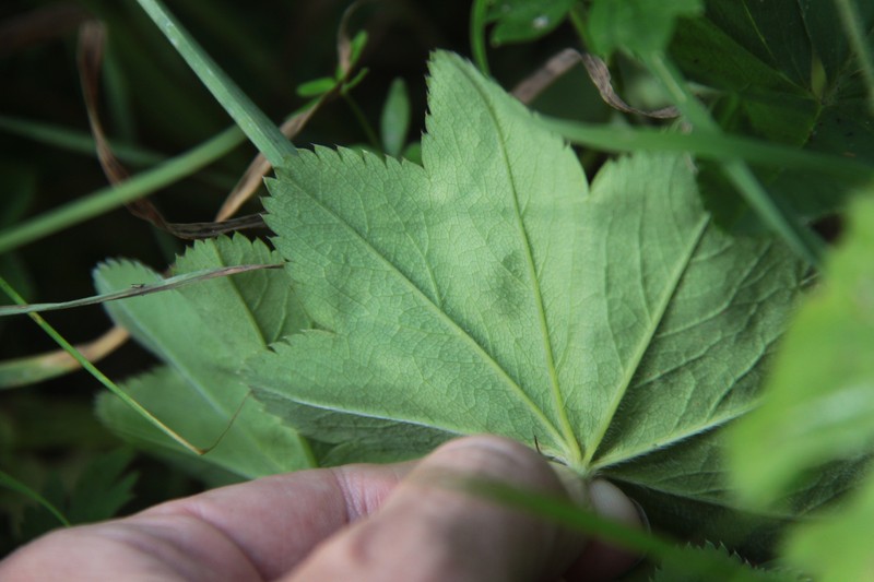 Alchemilla omalophylla photo 3