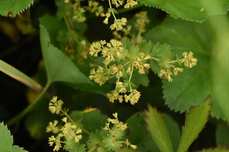 Alchemilla orbicans