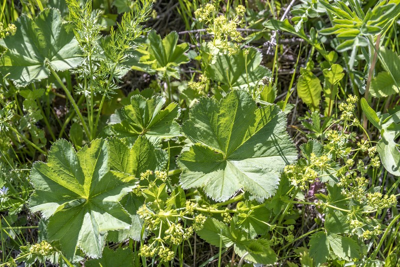 Alchemilla orbicans photo 2