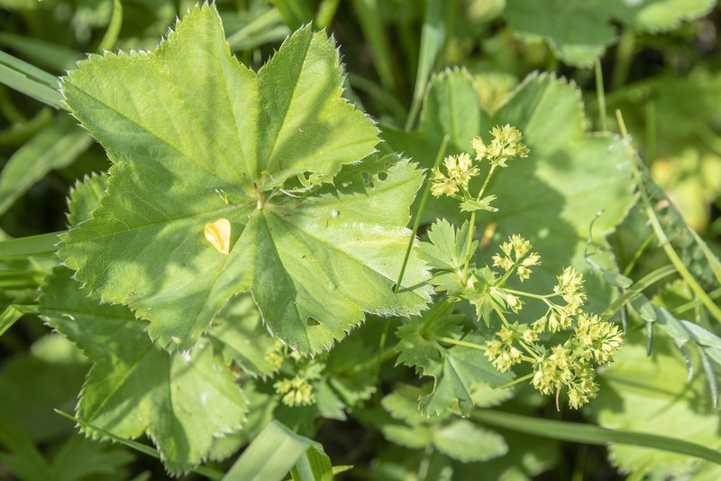 Alchemilla orbicans photo 3