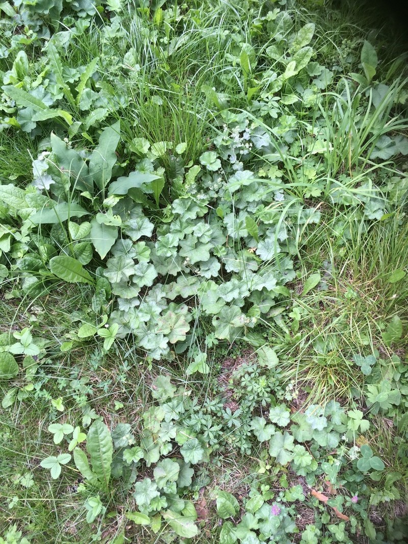 Alchemilla orbicans photo 4
