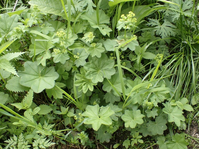Alchemilla orbicans photo 5