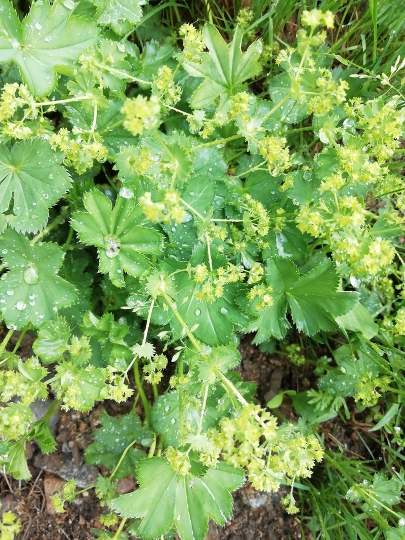 Alchemilla orbicans photo 6