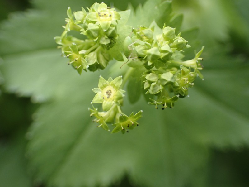 Alchemilla orbicans photo 7