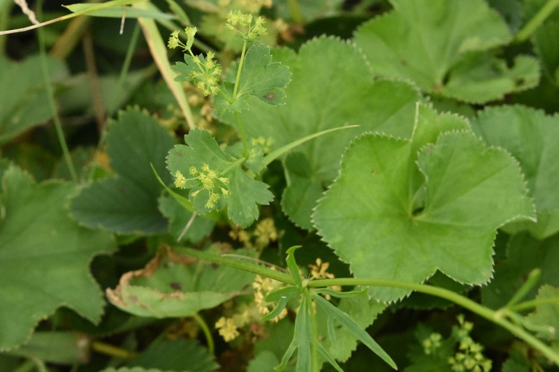 Alchemilla orbicans photo 8