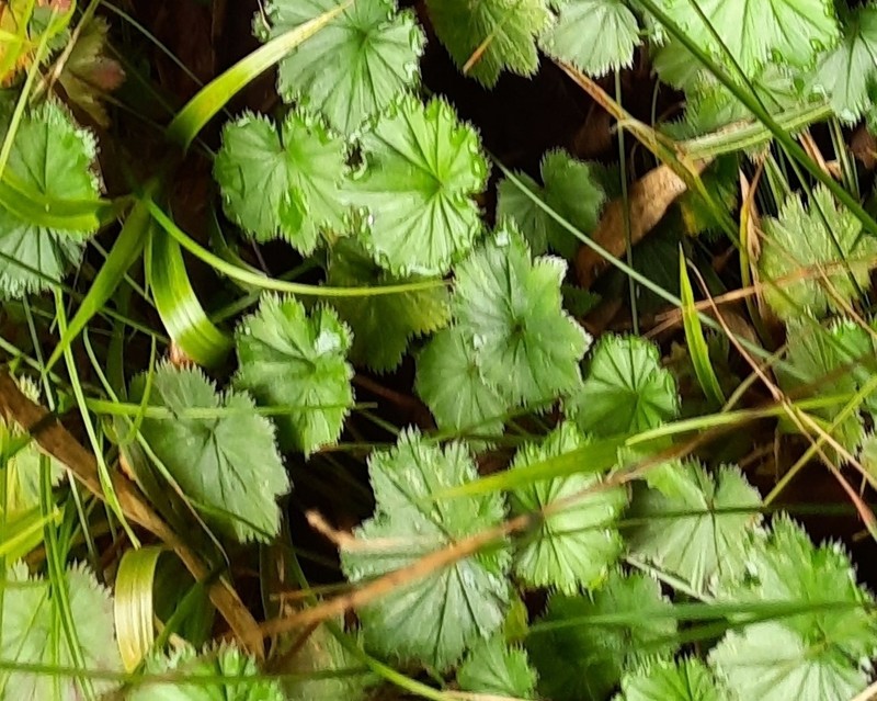 Alchemilla orbiculata