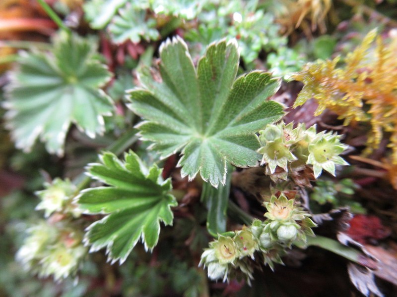 Alchemilla orbiculata photo 2