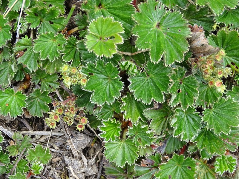 Alchemilla orbiculata photo 3