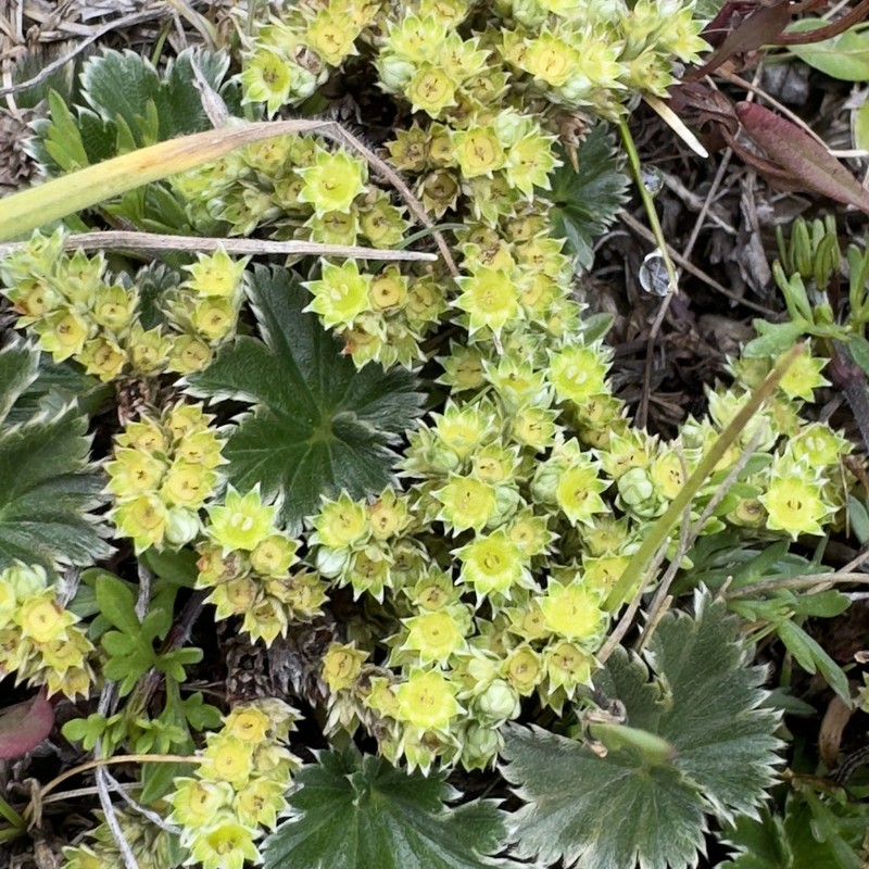 Alchemilla orbiculata photo 4