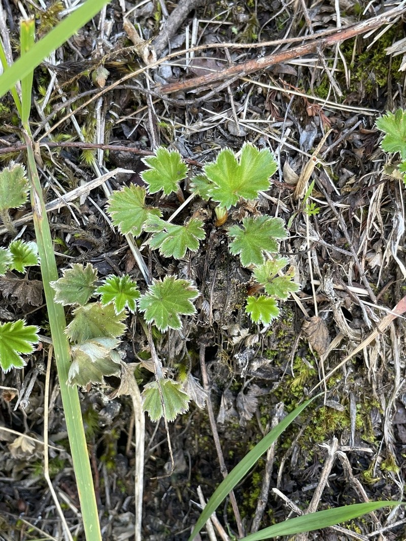 Alchemilla orbiculata photo 5