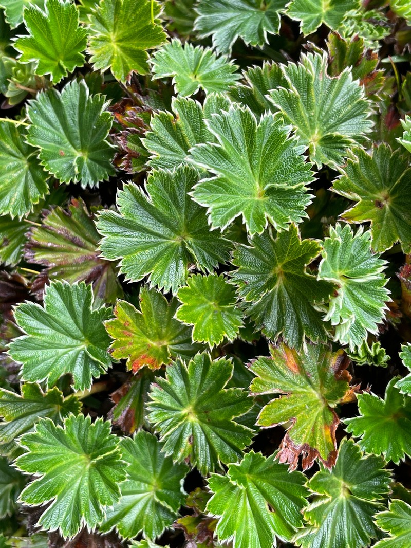 Alchemilla orbiculata photo 6