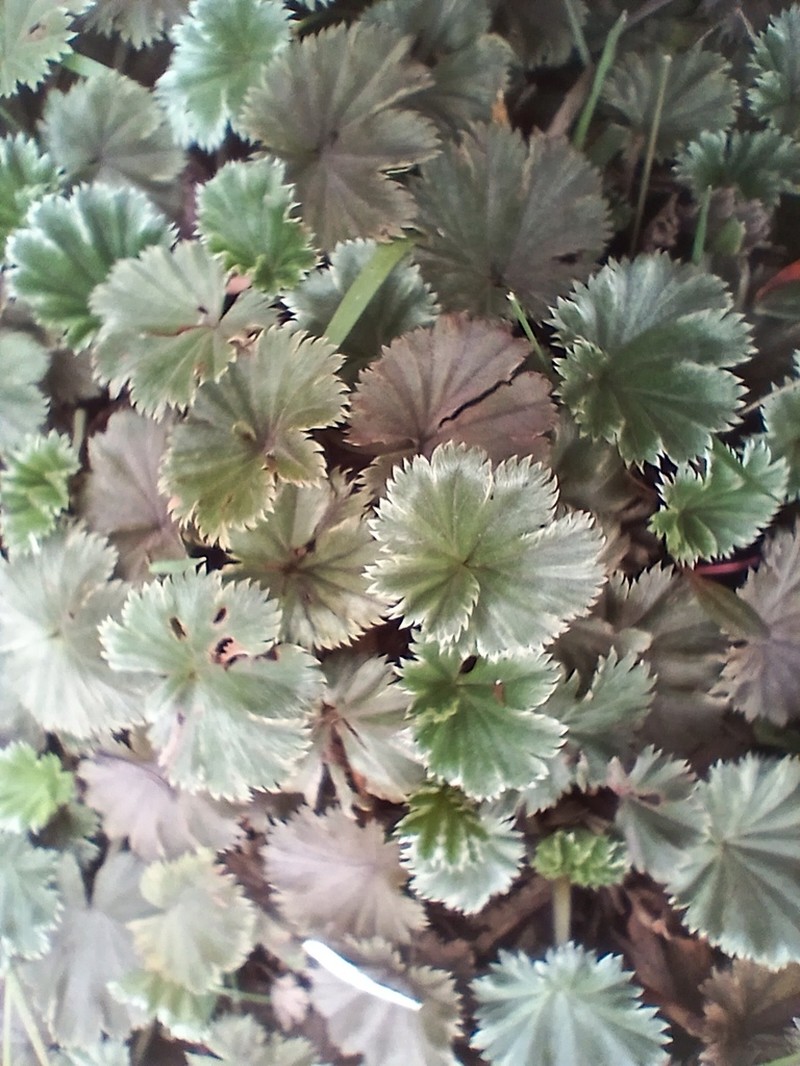 Alchemilla orbiculata photo 7