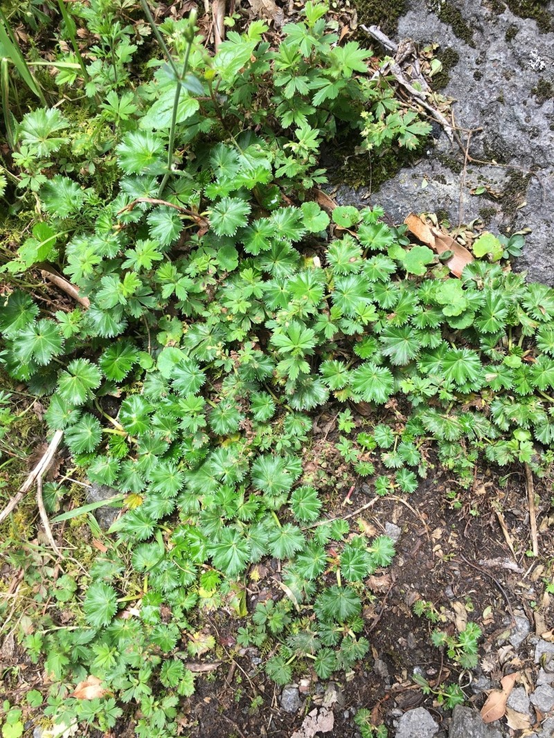 Alchemilla orbiculata photo 8