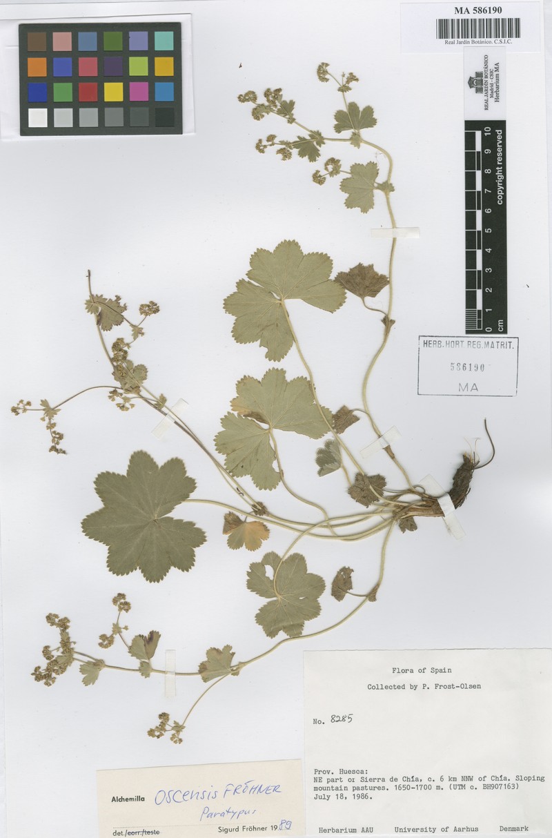 Alchemilla oscensis