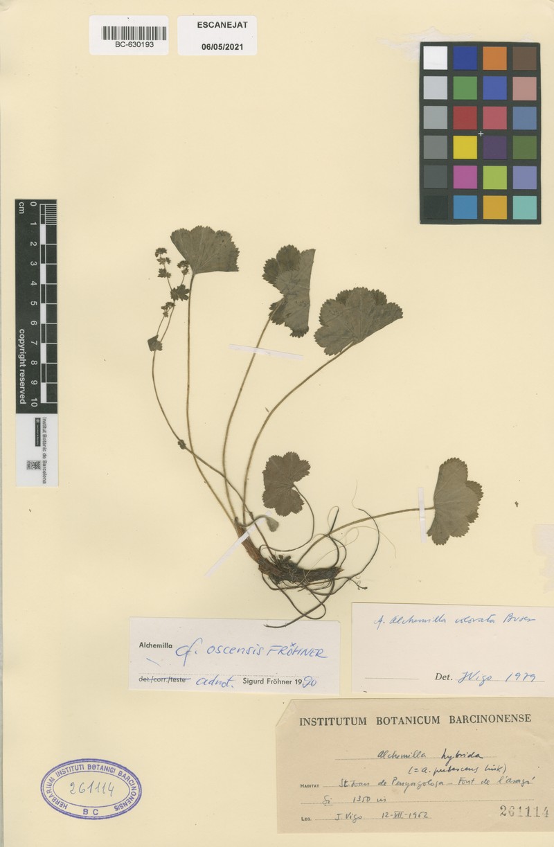 Alchemilla oscensis photo 2