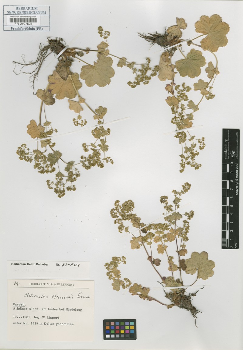 Alchemilla othmarii