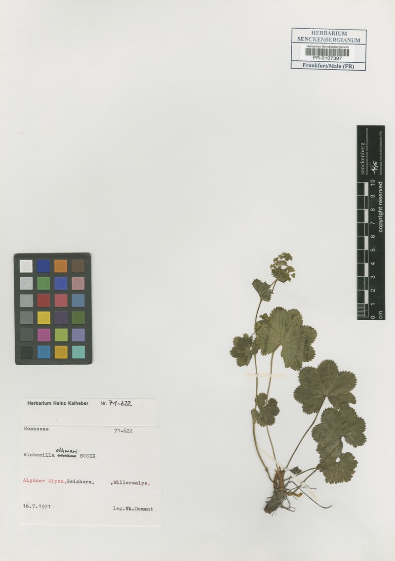 Alchemilla othmarii photo 2