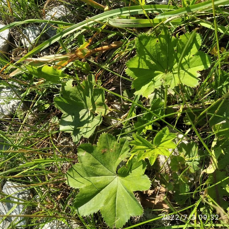 Alchemilla oxyodonta