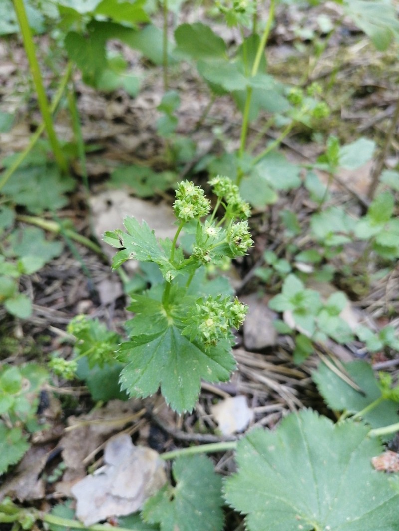 Alchemilla oxyodonta photo 2