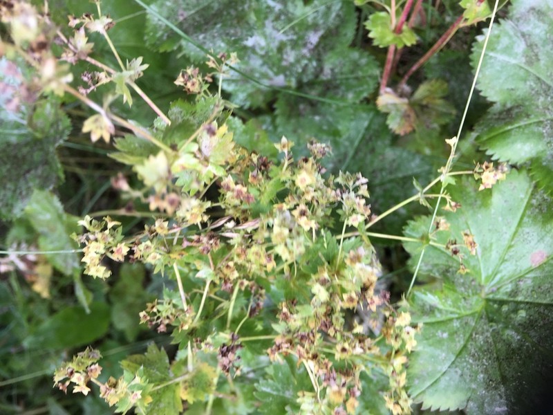 Alchemilla oxyodonta photo 3