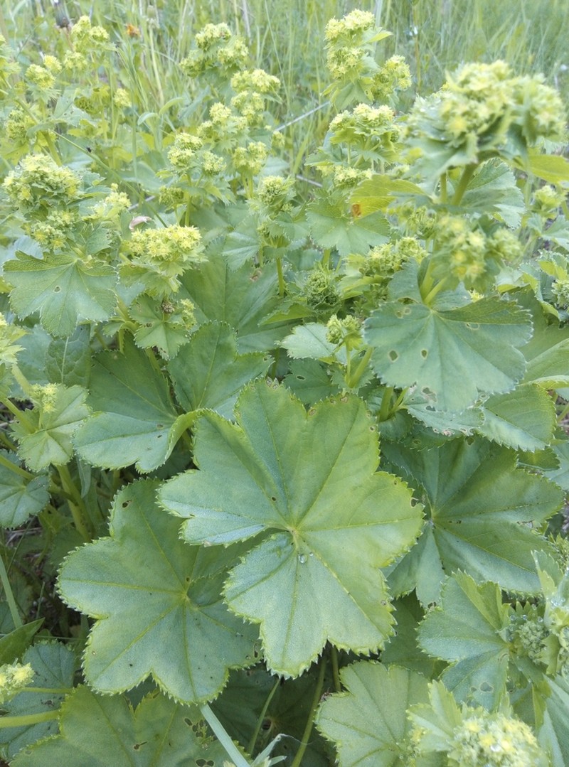 Alchemilla oxyodonta photo 4
